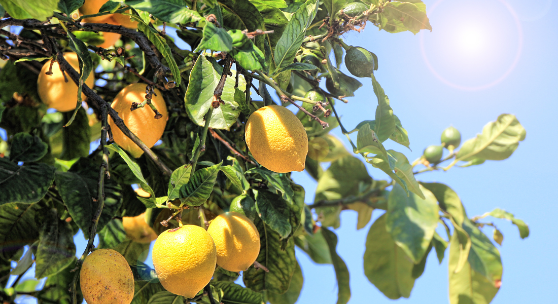 Citrus of Sorrento