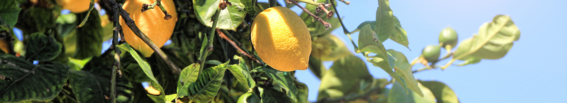 Citrus of Sorrento